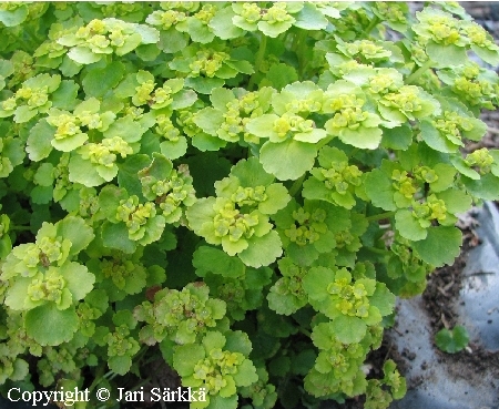 Chrysosplenium alternifolium